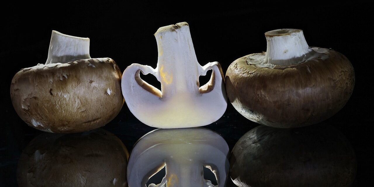 What is Mushroom Complex?
